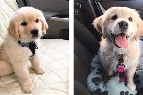 These Cute Golden Baby Are Adorable 😍 Watch It All To See What You're Doing 🐶 😋 | Cute Puppies