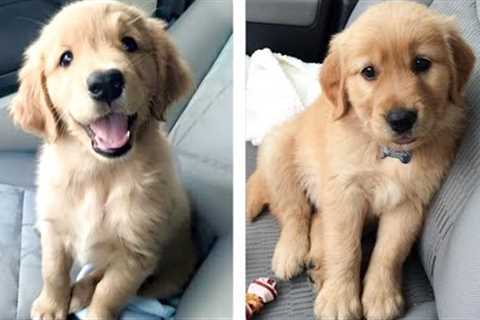 💖 Cutest Golden Puppies Make You Feel Completely At Ease While Watching 🐶 | Cute Puppies