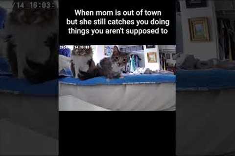 Cats Get Surprised When They Hear Mom Talk Through Camera