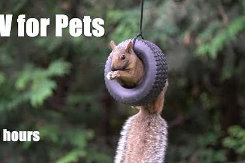 Backyard Tire Swing for Birds and Squirrels - 10 Hour CAT TV for Pets to Watch 😺 - July 08, 2024