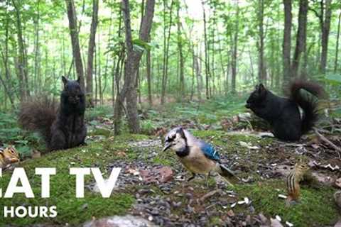 Black Squirrels, Chipmunks and Friends in the Forest - 10 Hour CAT TV for Pets - July 09, 2024