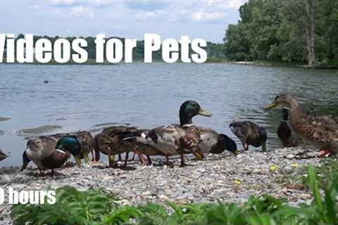 10 Hours of Ducks, Geese and Water Birds - Videos for Pets and People - Cat TV - July 10, 2024