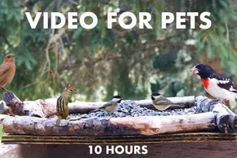 Grosbeaks, Finches, Chipmunks and Backyard Animals - 10 Hour Video for Pets - Jun 27, 2024