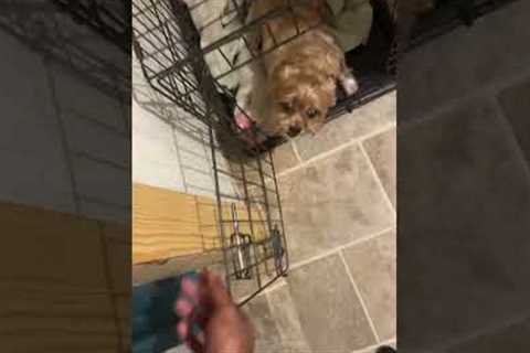 Dog Eager to Go to Bed Changes Attitude When Entering Crate