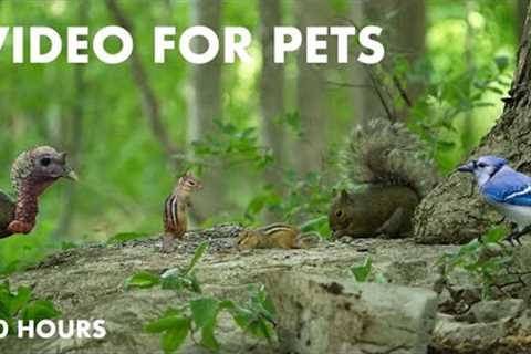 Turkeys, Chipmunks, Squirrels and Forest Friends in Harmony - 10 Hour Cat TV for Pets - Jul 11, 2024