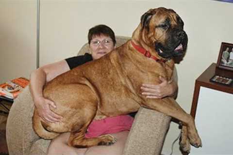 When Your Big Dog Thinks He's a BABY! 😁 Funny dog videos 2024