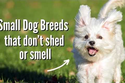 The Best Small Dog Breeds That Don't Shed OR Smell!