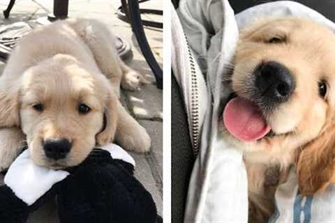 AWW 🥰 The Best Adorable Golden Puppies in The Planet Makes Your Heart Melt | Cute Puppies