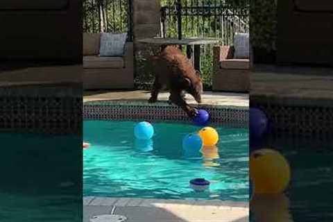 Hot Bear Goes For A Summer Swim In Backyard Pool