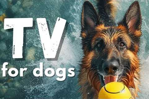 TV for Dogs: Dogs Playing With Balls- Vibrant Dog Images, Dog TV