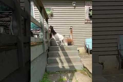 Goat Knocks Down Gate With Her Head and Walks Into House