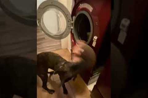 Adorable Dog Helps Do Laundry