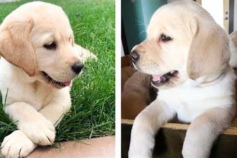 Cute Labrador That Will Make Your Day So Much Better 🥰 | Cute Puppies