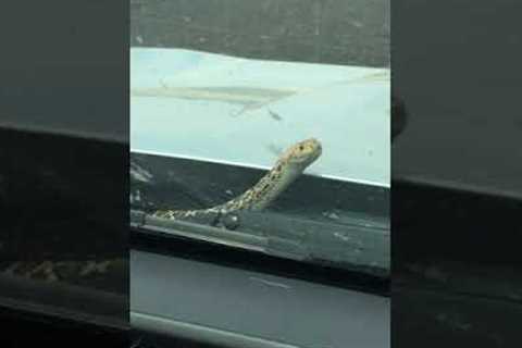 Snake Tries to Hitch Ride on Truck Window