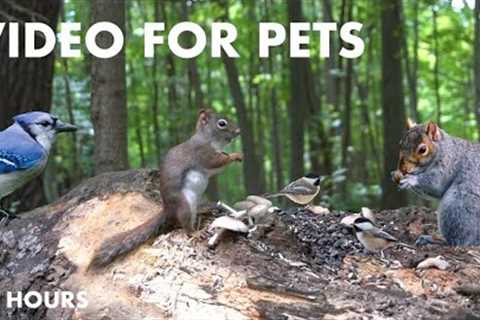 Red Squirrels, Chipmunks and Forest Friends - 10 Hour Relaxing Video for Pets - July 17, 2024