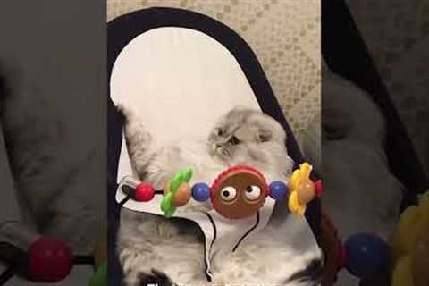 Cats in Baby Swings | From the VAULT