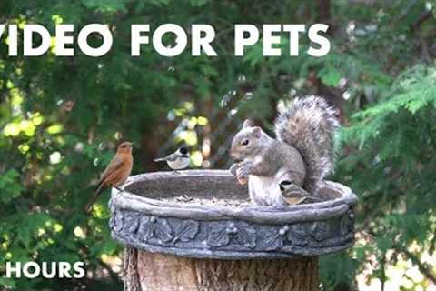 Backyard Feast for Birds and Squirrels - 10 Hour Cat TV 🐱 - Relax Your Pet - July 18, 2024