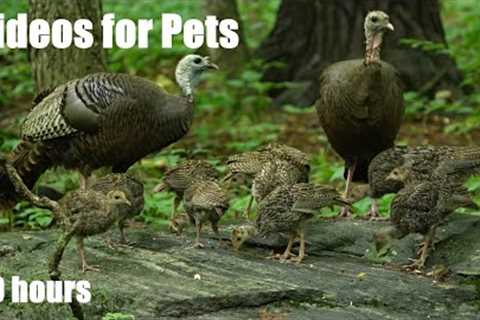 Baby Turkeys and Family Feasting in the Forest - 10 Hour Cat TV for Pets and People - July 19, 2024