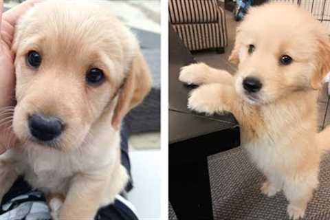 😍 These Golden Puppies Will Brighten Your Day 🐶 | Cute Puppies