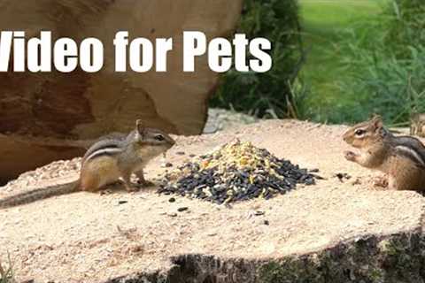 Sunday Morning Brunch for Backyard Chipmunks - 10 Hour CAT TV for Pets to Watch - July 21, 2024