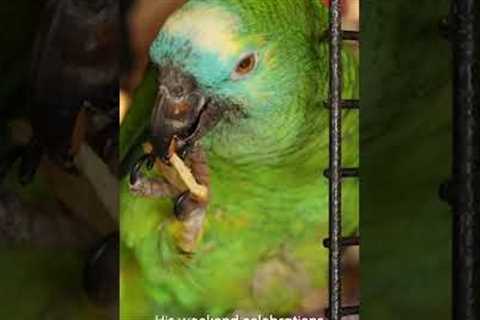 Pub Throws Birthday Party for Resident 41 Year Old Parrot