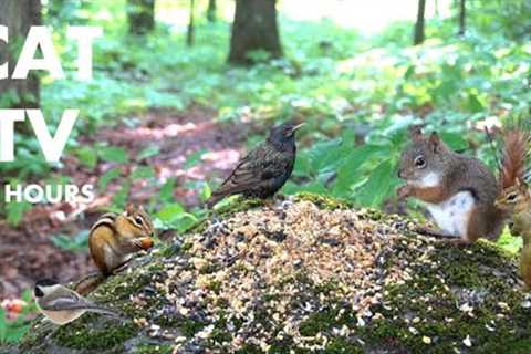 Red Squirrels Feeding in the Forest - 10 Hour Relaxing Video for Pets and People - July 22, 2024