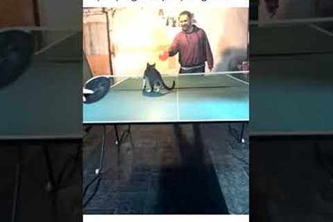 Cat Plays Ping Pong with People