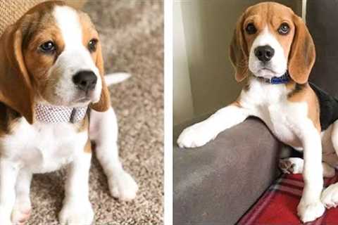 These Cute Beagle Baby Are Adorable 😍 Watch It All To See What You're Doing 🐶 😋 | Cute Puppies