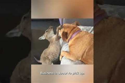 Cute Animal Boxing Match | Pets Translated