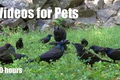 Black Squirrels in a Plague of Grackles - 10 Hour Video for Pets and People to Watch - July 24, 2024