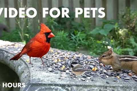 Cardinals, Jays, Chipmunks and Backyard Animals - 10 Hour Cat TV for Pets to Watch 😺 - July 26, 2024