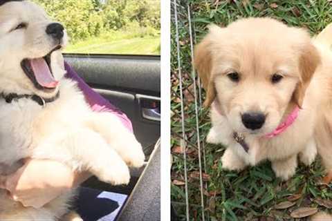 😍 Cute & Funny Golden Puppies Videos That Are IMPOSSIBLE Not To Aww At 🐶 | Cute Puppies