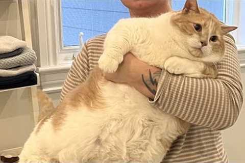 Funniest 🤣 FAT CATS 😻 Compilation