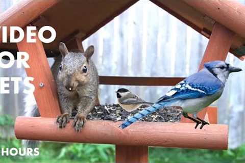 Sunday Morning Brunch for Backyard Birds, Squirrels and Chipmunks  - 10 Hour Cat TV - July 28, 2024