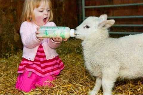 Cute Moment Between a Little Friend Taking Care of a Sheep