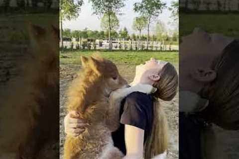 Adorable Baby Horse Greets Girl With Kisses