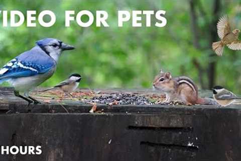 Red Squirrels, Chipmunks, Jays and Forest Friends - 10 Hour CAT TV for Pets to Watch - July 29, 2024