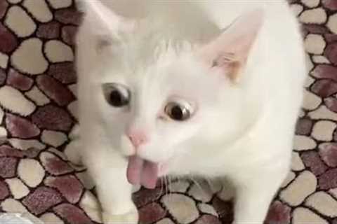 Cat Gagging Compilation