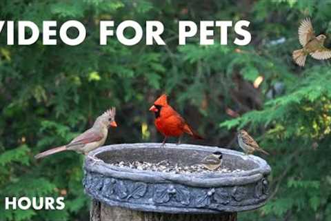 Cardinals, Sparrows, Squirrels and Backyard Friends - 10 Hour Cat TV for Pets - July 30, 2024