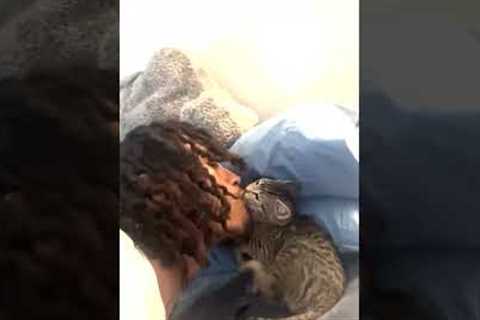 Adorable Kitten Falls Off Bed While Playing With Dad