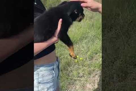 Stray Puppy On Road Rescued By Passerby