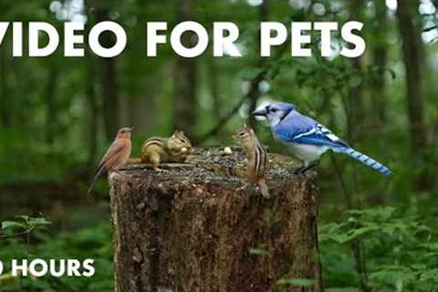 Chipmunks, Squirrels and Forest Friends in Canada - 10 Hour Cat TV for Pets to Watch - July 31, 2024