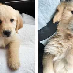 😍 Adorable Golden Babies That Will Make Your Day 🐶🐶 | Cute Puppies