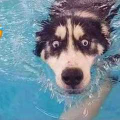 Best Funny Animal Videos 2024 🤣 - Funniest Dogs And Cats Videos 😇