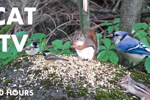 Red Squirrels, Chipmunks and Animals in the Forest - 10 Hour Cat TV for Pets to Watch - Aug 02, 2024