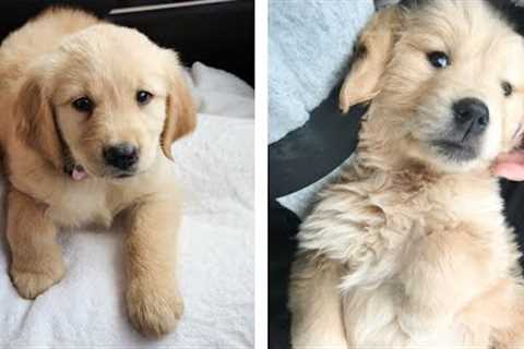 😍 Adorable Golden Babies That Will Make Your Day 🐶🐶 | Cute Puppies