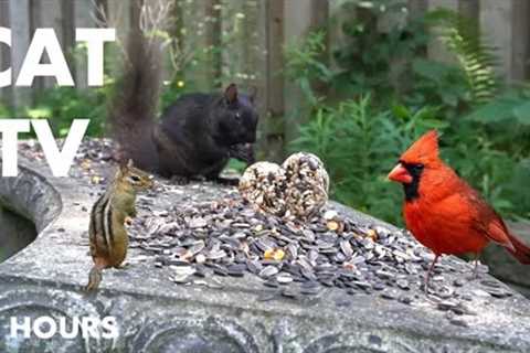 Cardinals, Jays, Chipmunks and Backyard Animals - 10 Hour Cat TV for Pets and People - Aug 04, 2024