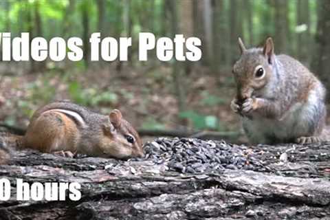 Chipmunks and Squirrels Sharing a Meal in the Forest - 10 Hour Cat TV for Pets - Aug 05, 2024