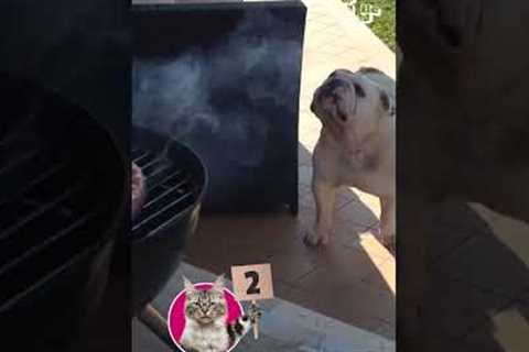 Judgy Cat BBQ Bloopers