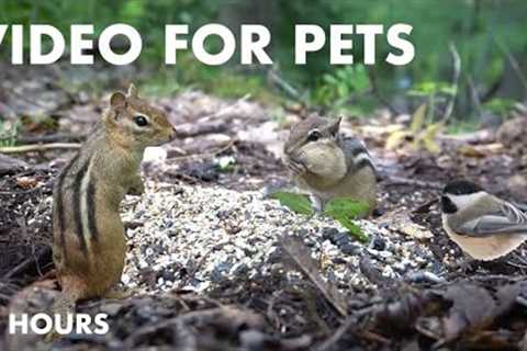 Chipmunks, Squirrels and Forest Friends in Canada - 10 Hour Cat TV for Pets to Watch - Aug 06, 2024